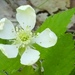 Rubus enslenii - Photo (c) Kelly Fuerstenberg, algunos derechos reservados (CC BY-NC), uploaded by Kelly Fuerstenberg
