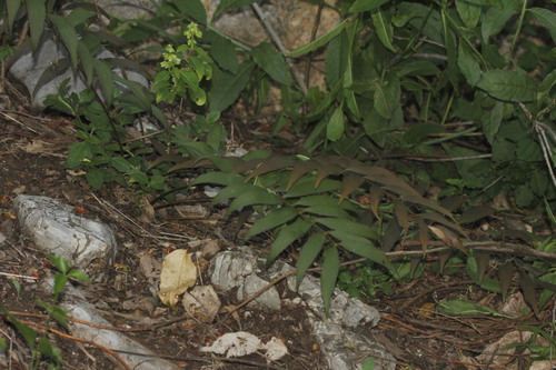 Zamia fischeri, photograph 4