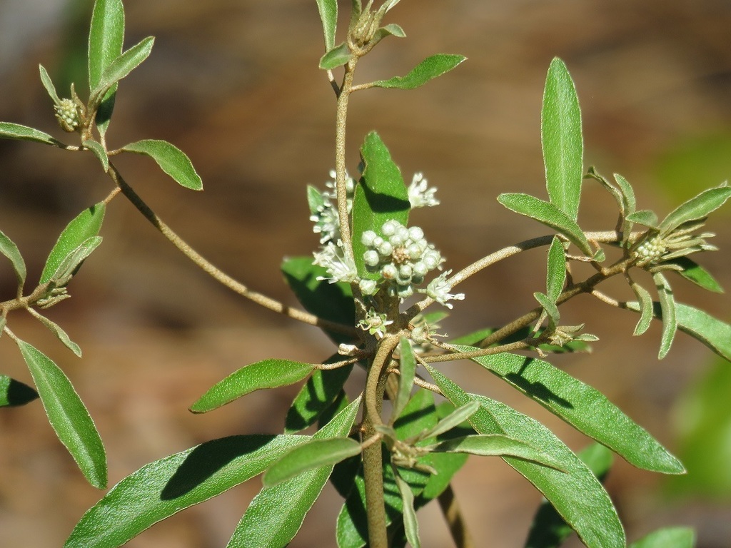 Silver Croton