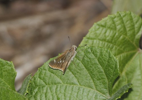Violet-clouded Skipper