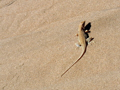 Meroles cuneirostris