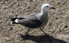 Larus heermanni