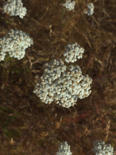 iNaturalist observation photo of common yarrow