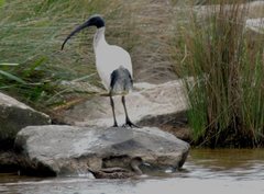 Threskiornis molucca