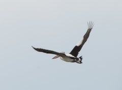 Pelecanus conspicillatus