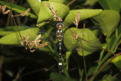 Macrothemis pseudimitans