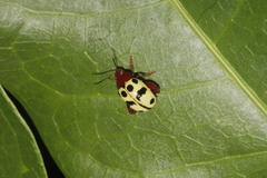 Notozona histrionica