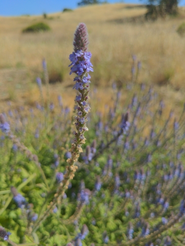 iNaturalist observation photo of western vervain