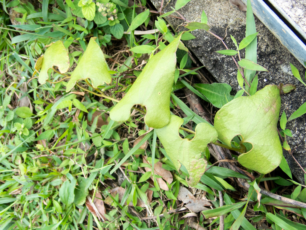 Aristolochia fordiana