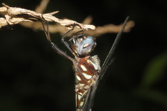 Macrothemis pseudimitans