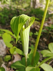 Arisaema stewardsonii