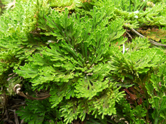 Selaginella tamariscina