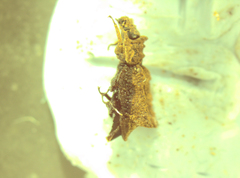 Tarphiomimus undosus