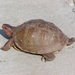 Tartaruga-de-Caixa-de-Três-Dedos - Photo (c) dcp, alguns direitos reservados (CC BY-NC-ND)