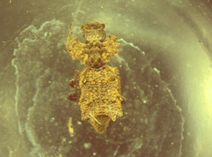 Tarphiomimus undosus