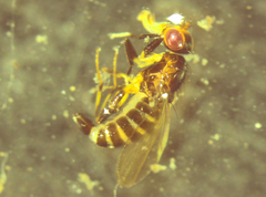 Pseudopomyza flavitarsis
