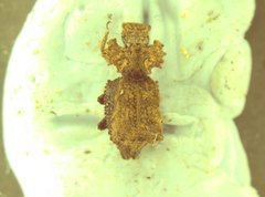 Tarphiomimus undosus