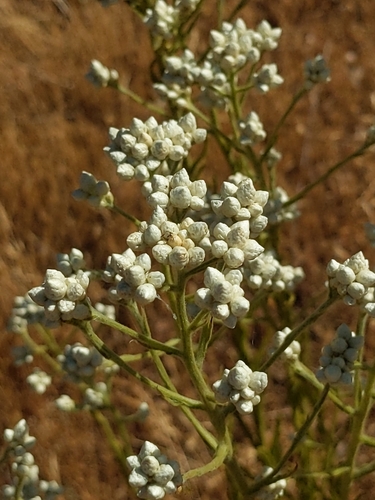 iNaturalist observation photo of California cudweed