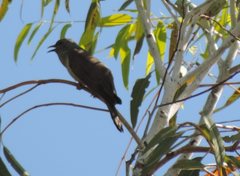 Cacomantis variolosus