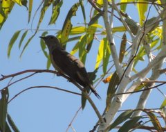 Cacomantis variolosus