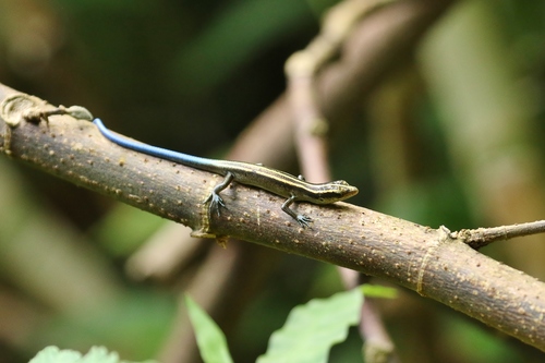 Emoia impar observed 2019-04-16