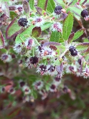 Galium catalinense catalinense