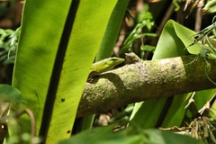 Lamprolepis smaragdina