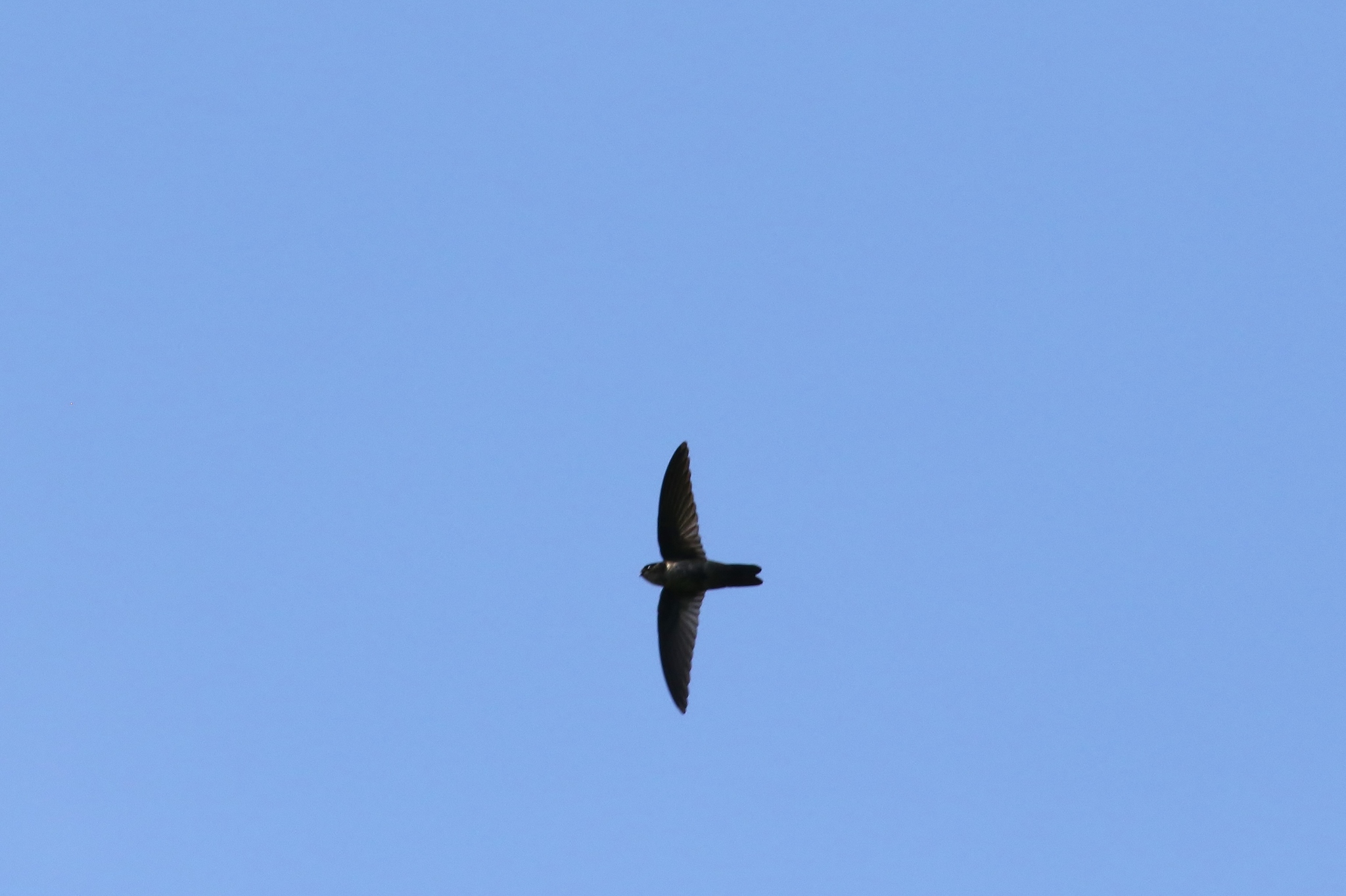 Caroline Islands Swiftlet illustration