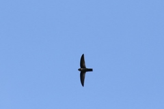 Aerodramus inquietus ponapensis