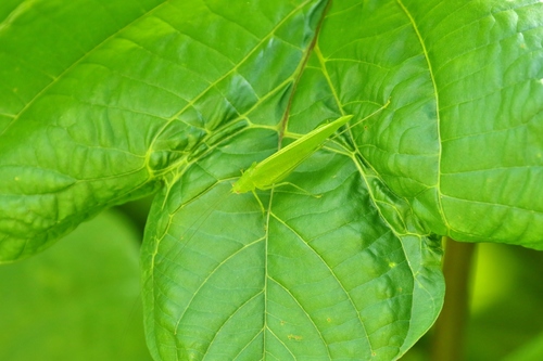 Phaulula carolinensis observed 2019-04-16