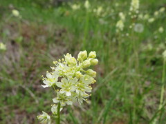 Toxicoscordion venenosum