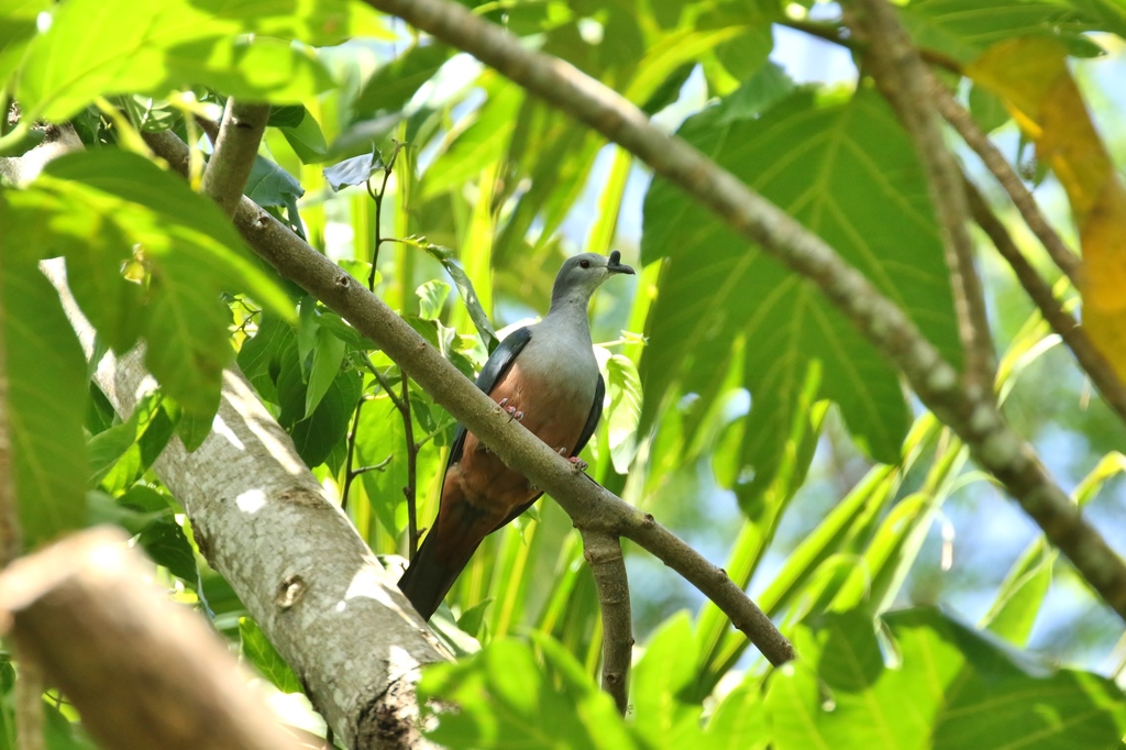 Micronesian Imperial-Pigeon