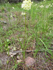 Toxicoscordion venenosum