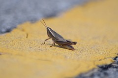 Aptenopedes sphenarioides