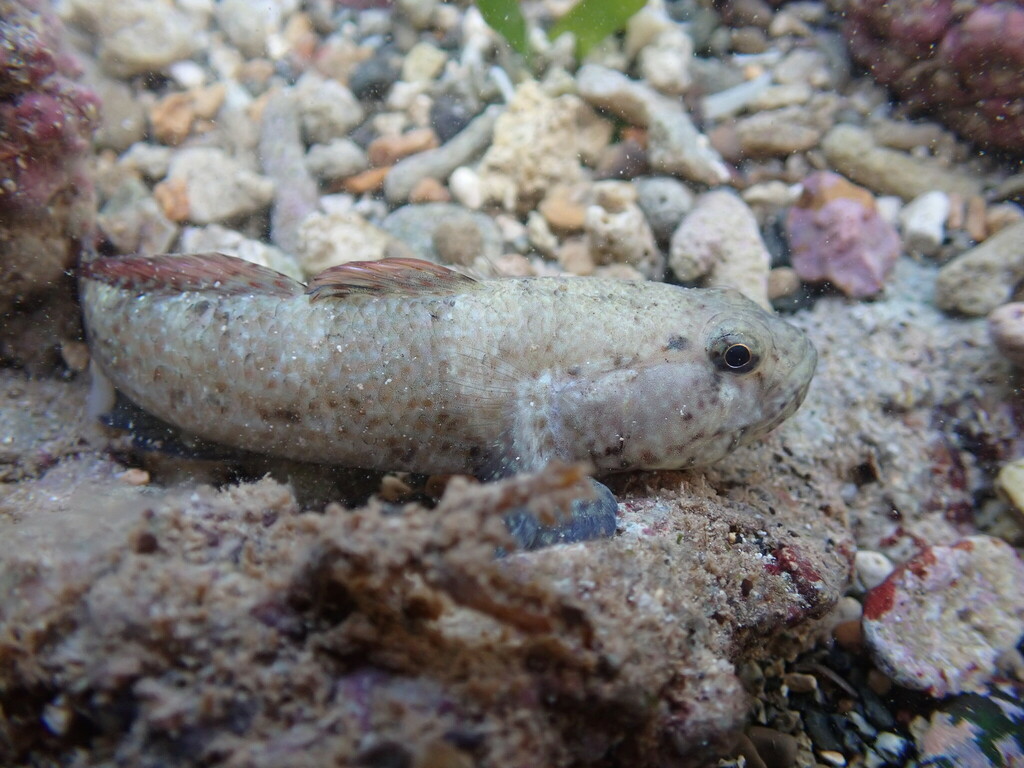 Spottail frillgoby (Bathygobius cyclopterus) — Gobiidae