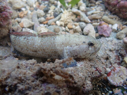 Spottail frillgoby (Bathygobius cyclopterus) — Gobiidae
