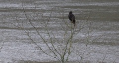 Buteo jamaicensis