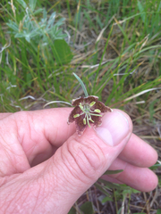 Fritillaria atropurpurea