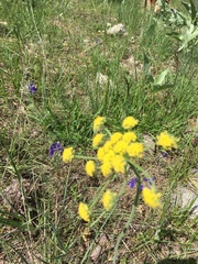 Lomatium triternatum