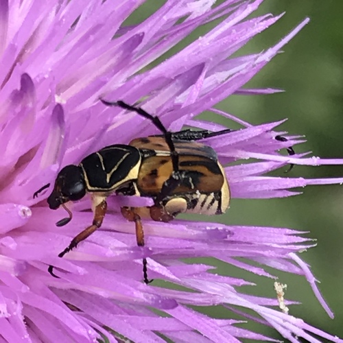 Trigonopeltastes frontalis