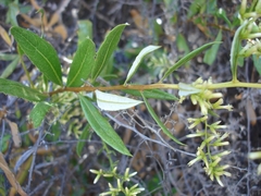 Spinoliva ilicifolia
