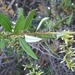 Proustia ilicifolia - Photo (c) mildred_ehrenfeld, algunos derechos reservados (CC BY-NC), uploaded by mildred_ehrenfeld