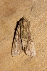 Meterana decorata