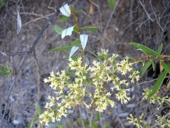 Spinoliva ilicifolia