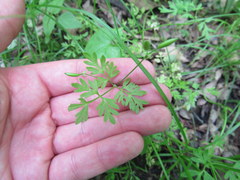 Chaerophyllum procumbens