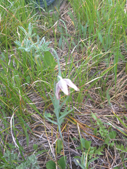 Fritillaria atropurpurea