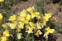 Cymbaria daurica