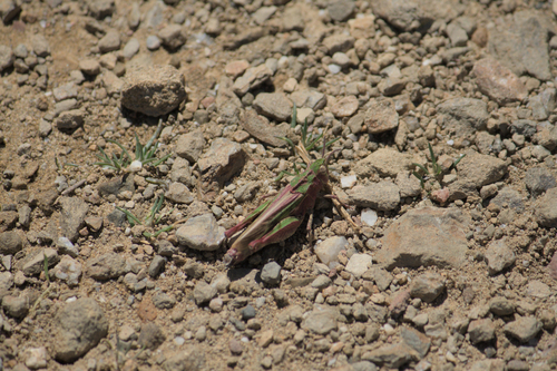 iNaturalist observation photo of Painted Meadow Grasshopper