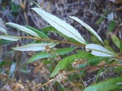 Spinoliva ilicifolia