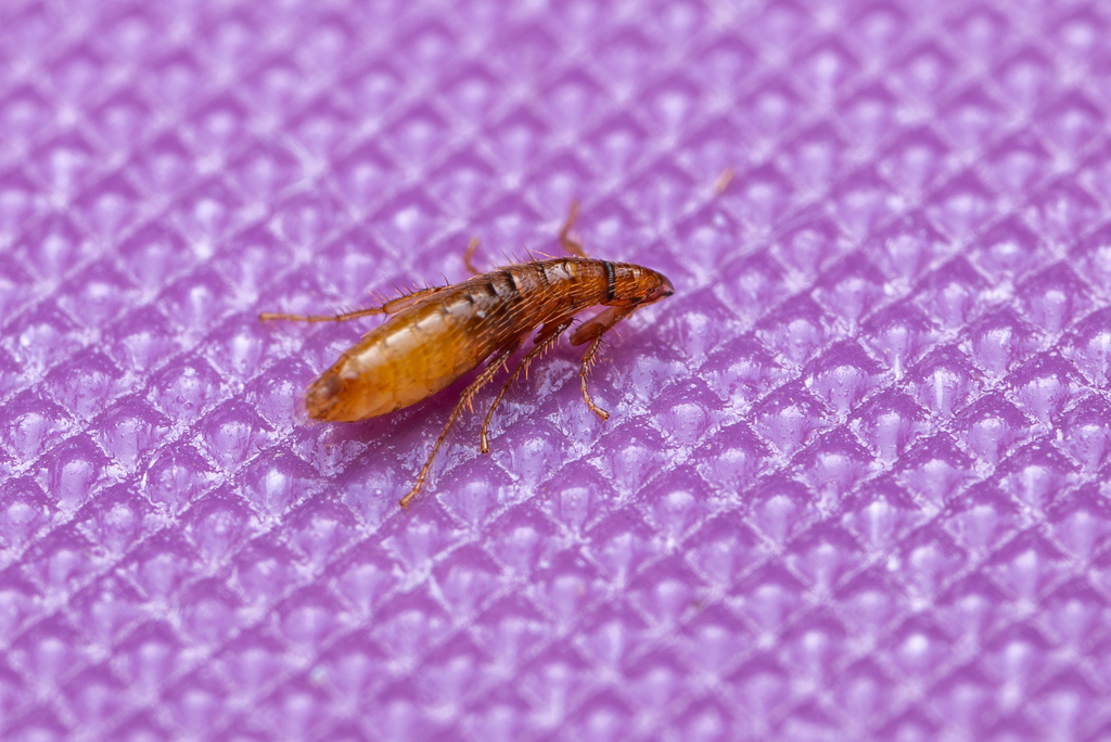 Myodopsylla